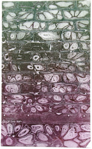 An abstract image with shapes reminiscent of flowers with ray-like petals, arranged in rows that do not show the entire flower shape. The rows look like cells or bricks with organic edges. The print is magenta at the bottom, becoming forest green at the top.