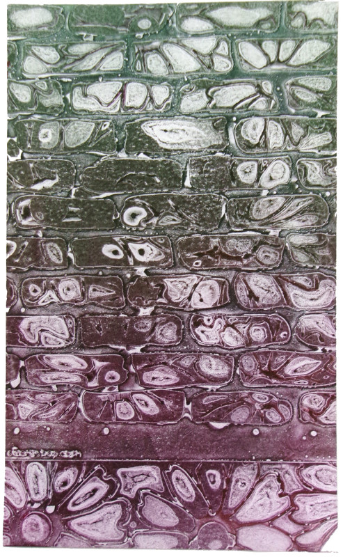 An abstract image with shapes reminiscent of flowers with ray-like petals, arranged in rows that do not show the entire flower shape. The rows look like cells or bricks with organic edges. The print is magenta at the bottom, becoming forest green at the top.