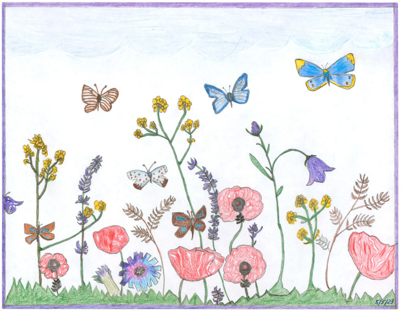 A drawing of various unidentifiable wildflowers and butterflies at an unusually large scale, or possibly from worm's-eye view, against low clouds.