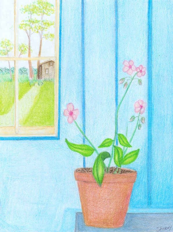 A realistic colored pencil drawing of a terra cotta flower pot containing a plant with small, powder pink fowrs. The pot is in the foreground of a room with blue walls. The room has a large window in the upper left, through which the viewer can see a path through grass that leads to a small house in the distance, underneath some trees.