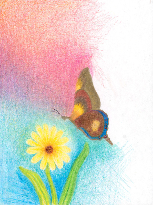 An impressionistic drawing made with colored pencil of a pale yellow daisy-like flower being visited by a butterfly whose wings are in muted tones of brown, maroon, and navy blue. A variegated color field occupies the background.