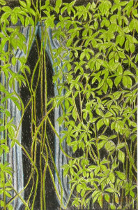 An image of overgrown vines, possibly Virginia creeper, covering the surface of the drawing. Behind the vines is a set of long white curtains. The paper is black.
